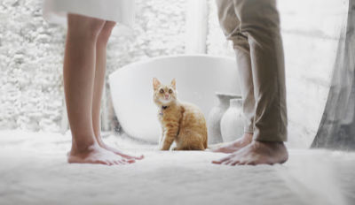 Cat watching an unhappy couple discussing their reasons for divorce.