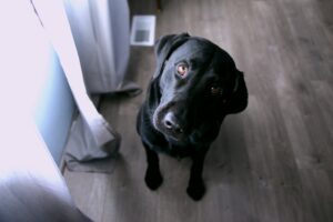 Dog with his head tilted to the side in a questioning manner.