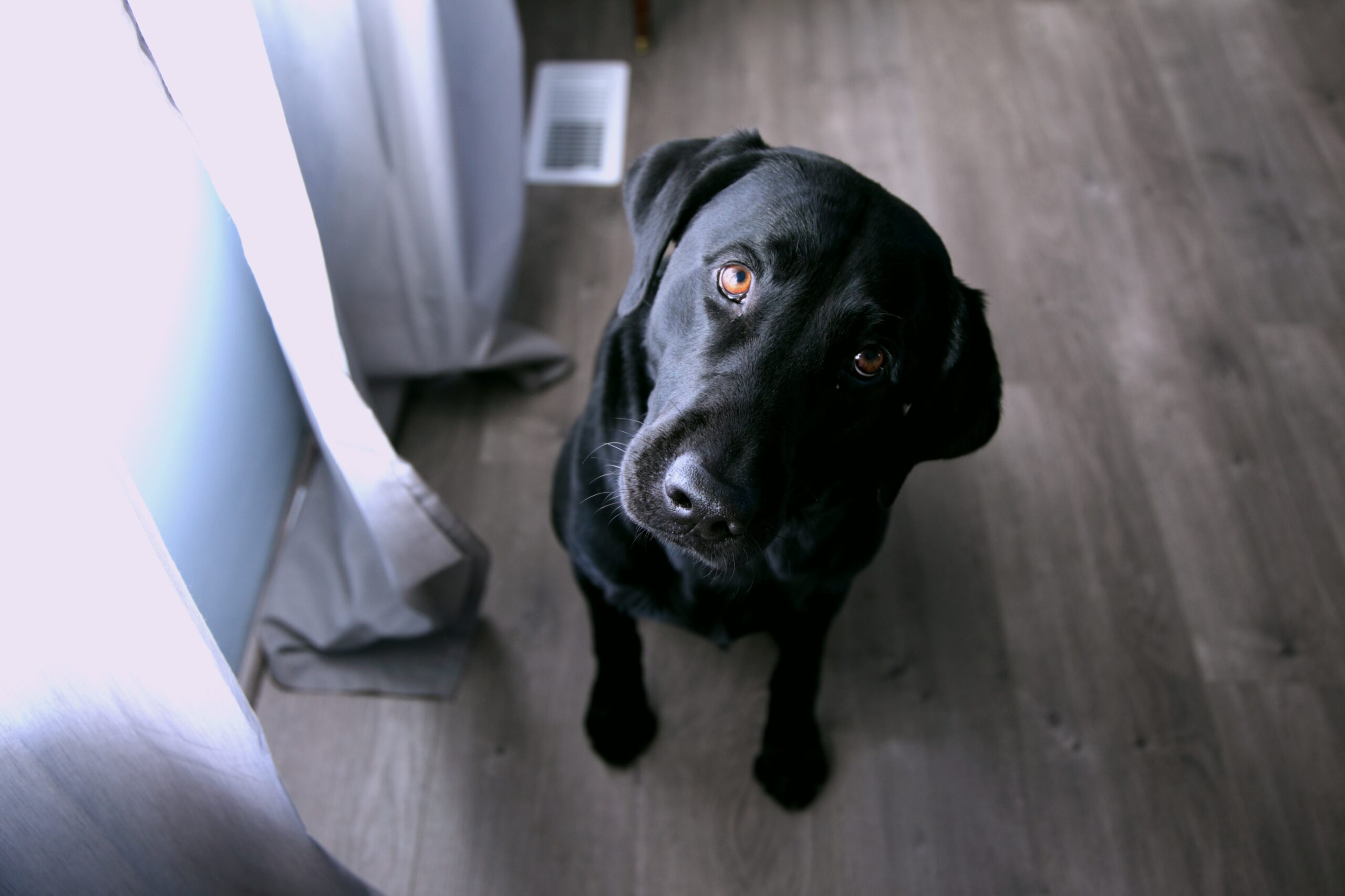 Dog with his head tilted to the side in a questioning manner.